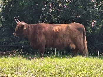 animal image