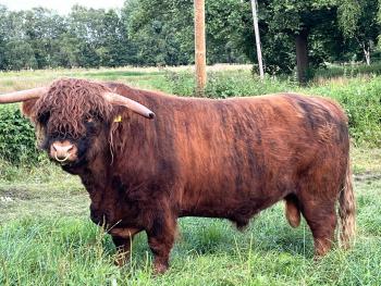 animal image