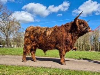 animal image