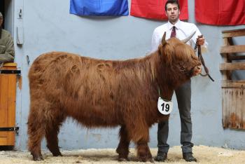 animal image