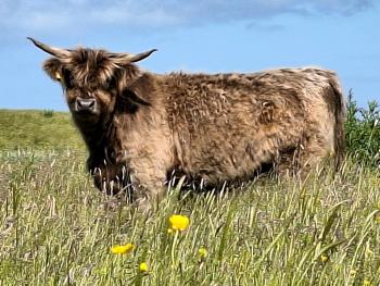 animal image