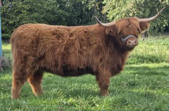 animal image