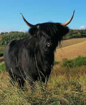 animal image