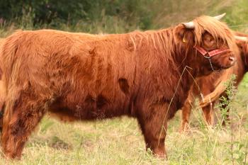 animal image