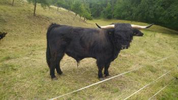 animal image