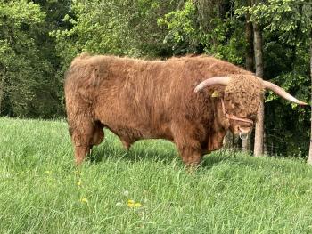animal image