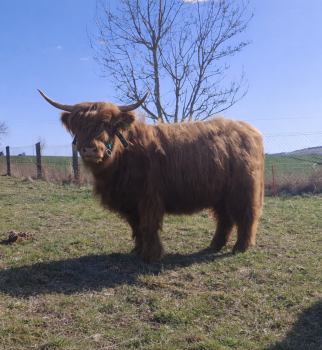 animal image