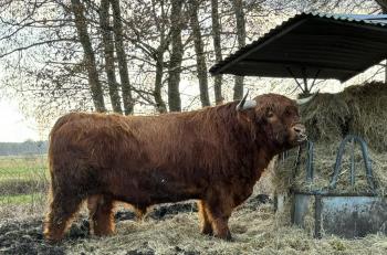 animal image