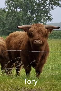 animal image