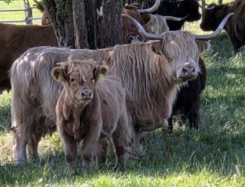 animal image