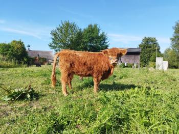 animal image