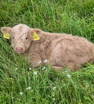 animal image
