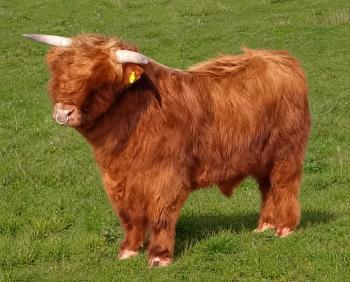 animal image