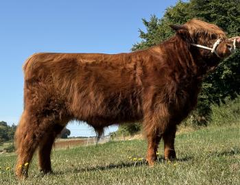 animal image