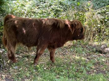 animal image