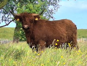 animal image