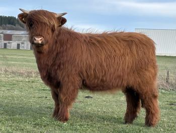 animal image