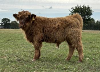 animal image