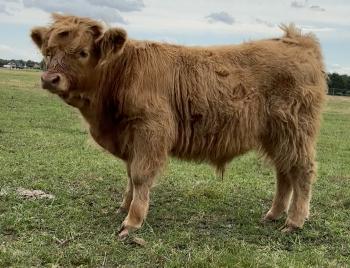 animal image