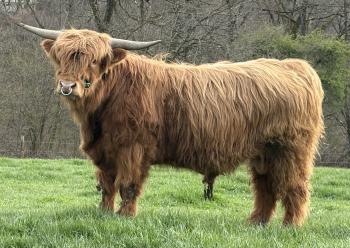 animal image