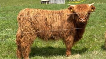 animal image