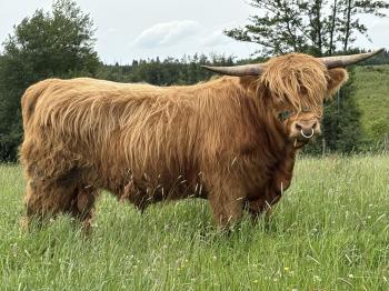 animal image