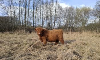 animal image