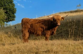 animal image