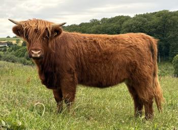 animal image