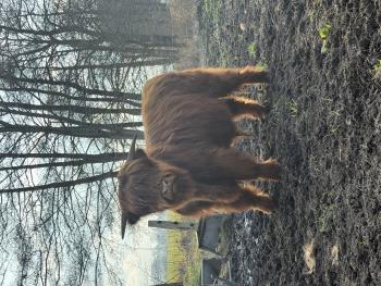 animal image