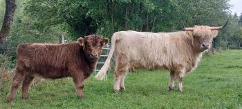 animal image