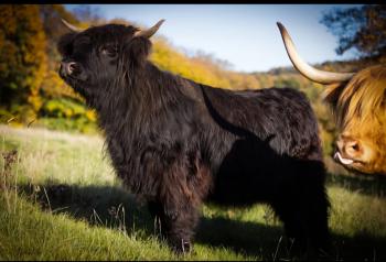 animal image