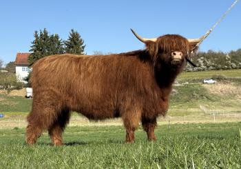 animal image