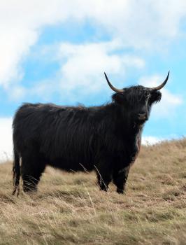 animal image