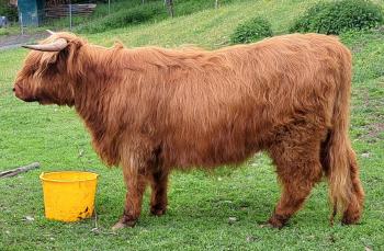 animal image