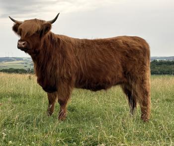 animal image