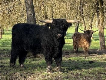 animal image
