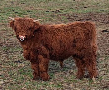 animal image