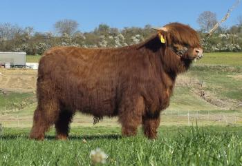 animal image