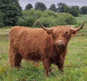 animal image