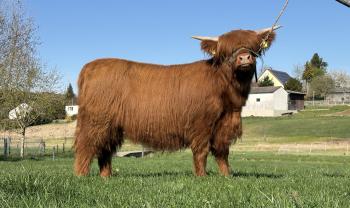 animal image