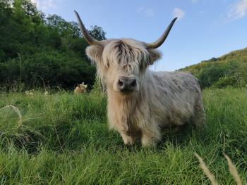 animal image