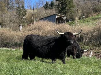 animal image