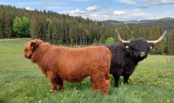 animal image