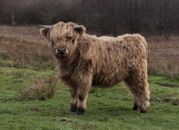 animal image