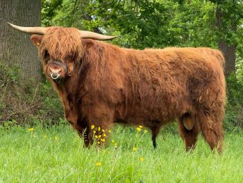 animal image