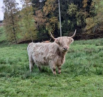 animal image