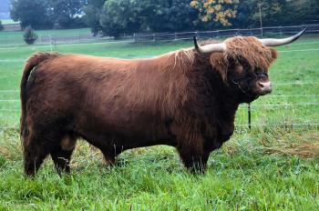 animal image
