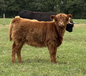 animal image