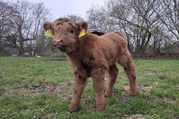 animal image